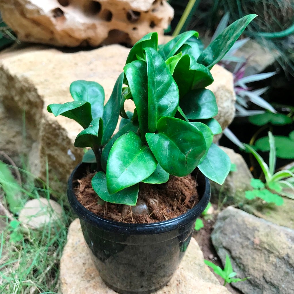 Zamioculcus zamiifolia 'Zenzii'