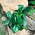 Zamioculcus zamiifolia 'Zenzii'