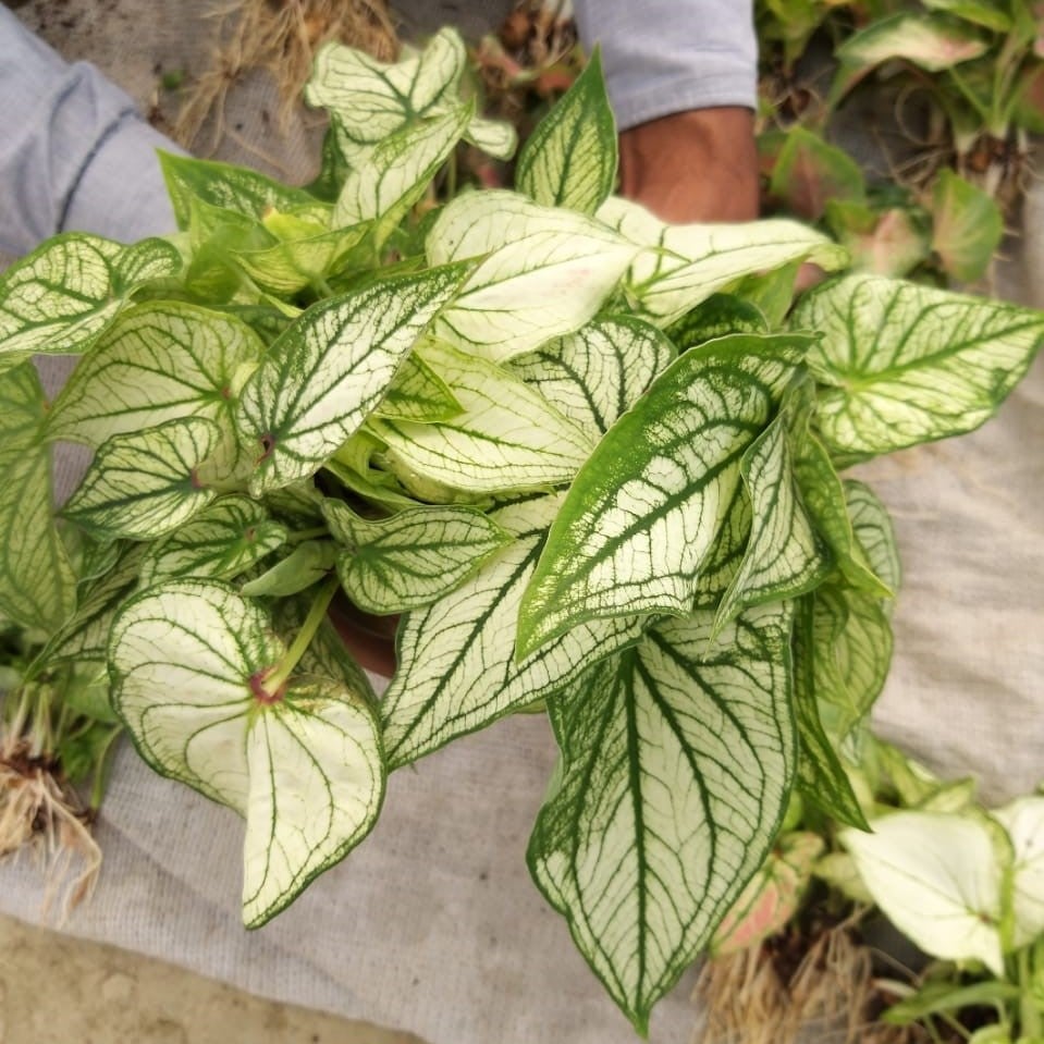 Caladium 'Aaron' (Bulbs)