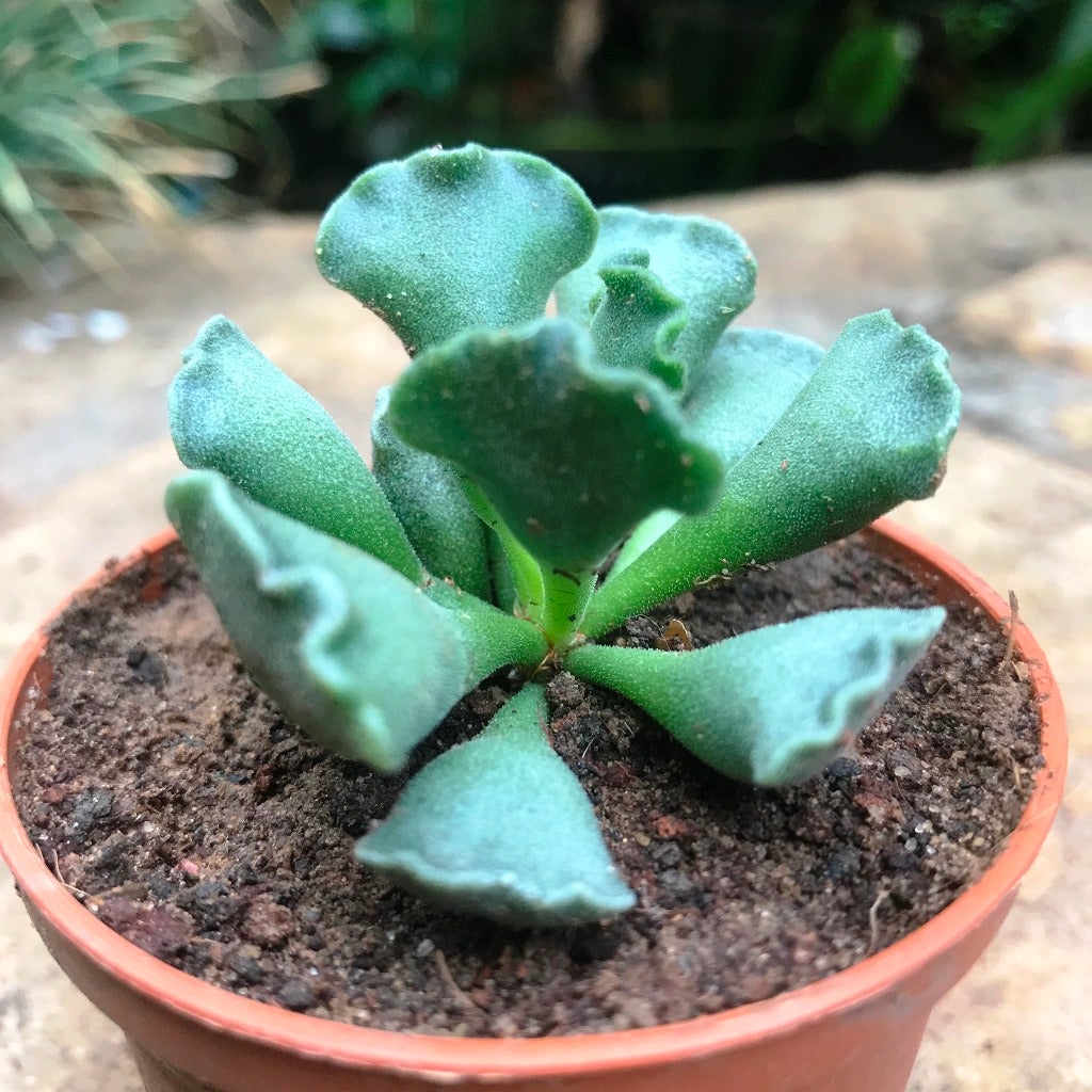 Adromischus cristatus