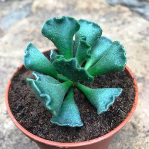 Adromischus cristatus