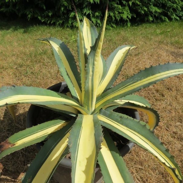 Agave Americana Mediopicta 'Aurea