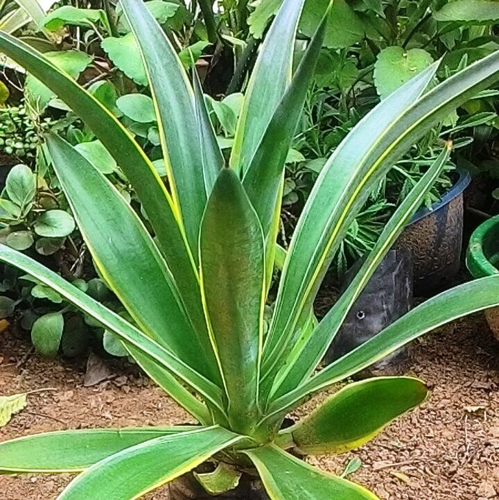 Agave Desmetiana 'Variegata'