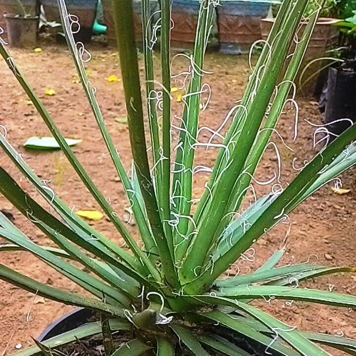 Agave Leopoldii
