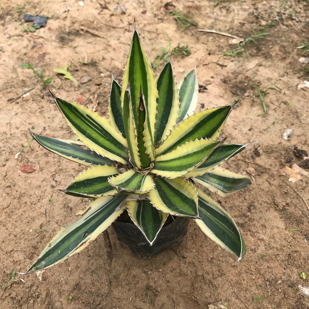 Agave Lophantha 'Quadricolor'