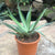 Agave Xylonacantha 'Mediopicta'