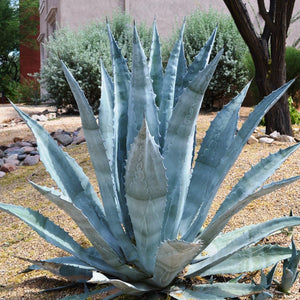 Agave Americana