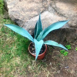 Agave Americana