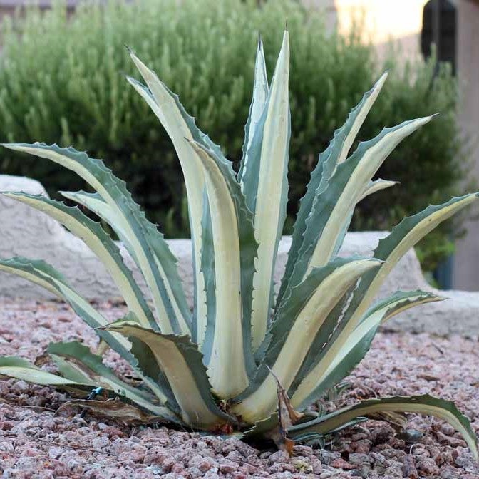 Agave Americana Mediopicta 'Alba