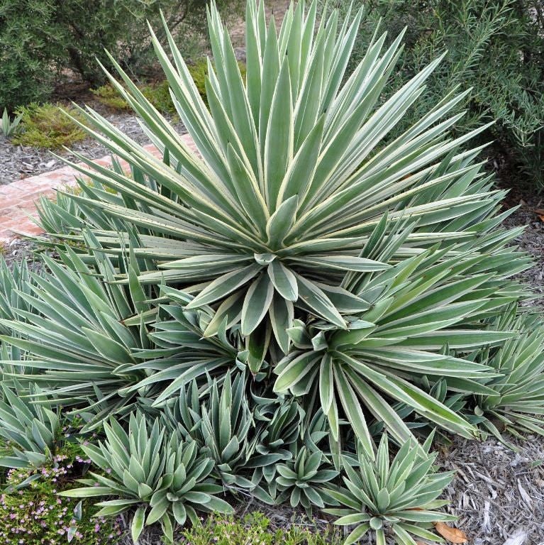 Agave Angustifolia Marginata