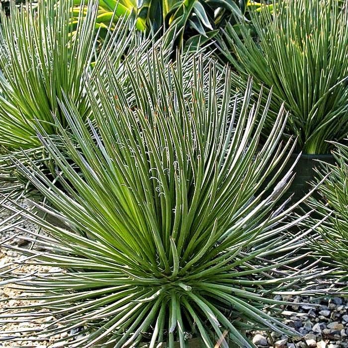 Agave Geminiflora