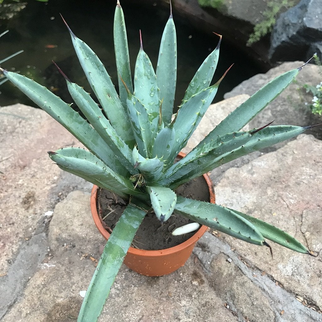 Agave Macroacantha