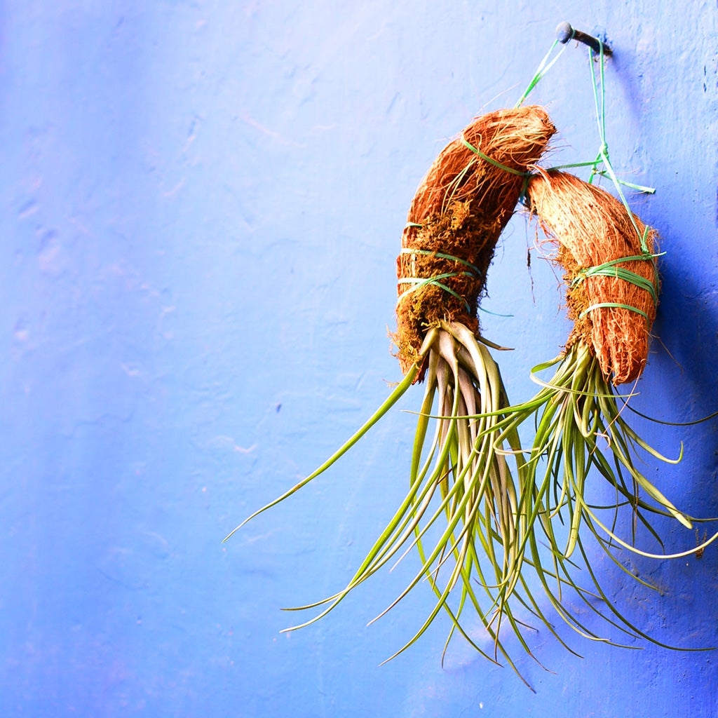 Tillandsia Cyanea Air Plant