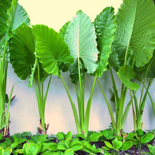 Alocasia Macrorrhizos - Giant Taro
