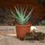 Aloe Humilis Plants myBageecha - myBageecha