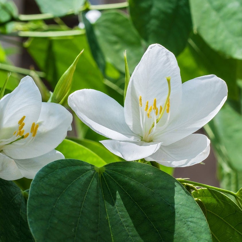 Bauhinia Acuminata - Safed Kachnar