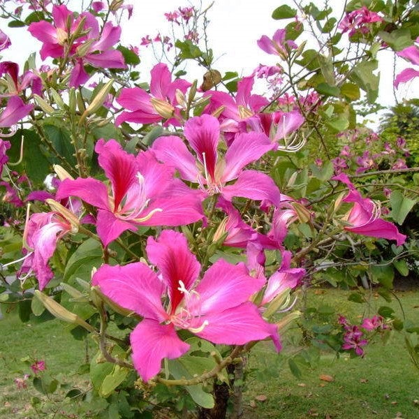Bauhinia Purpurea - Kachnar
