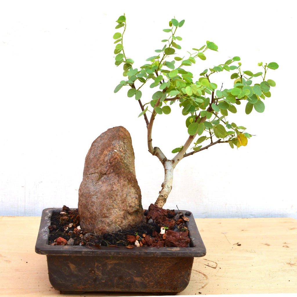 Bonsai Bauhinia Tomentosa