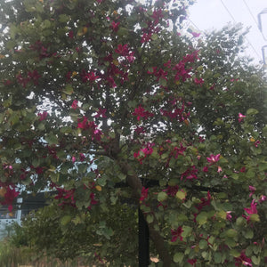 Bauhinia blakeana - Kachnar