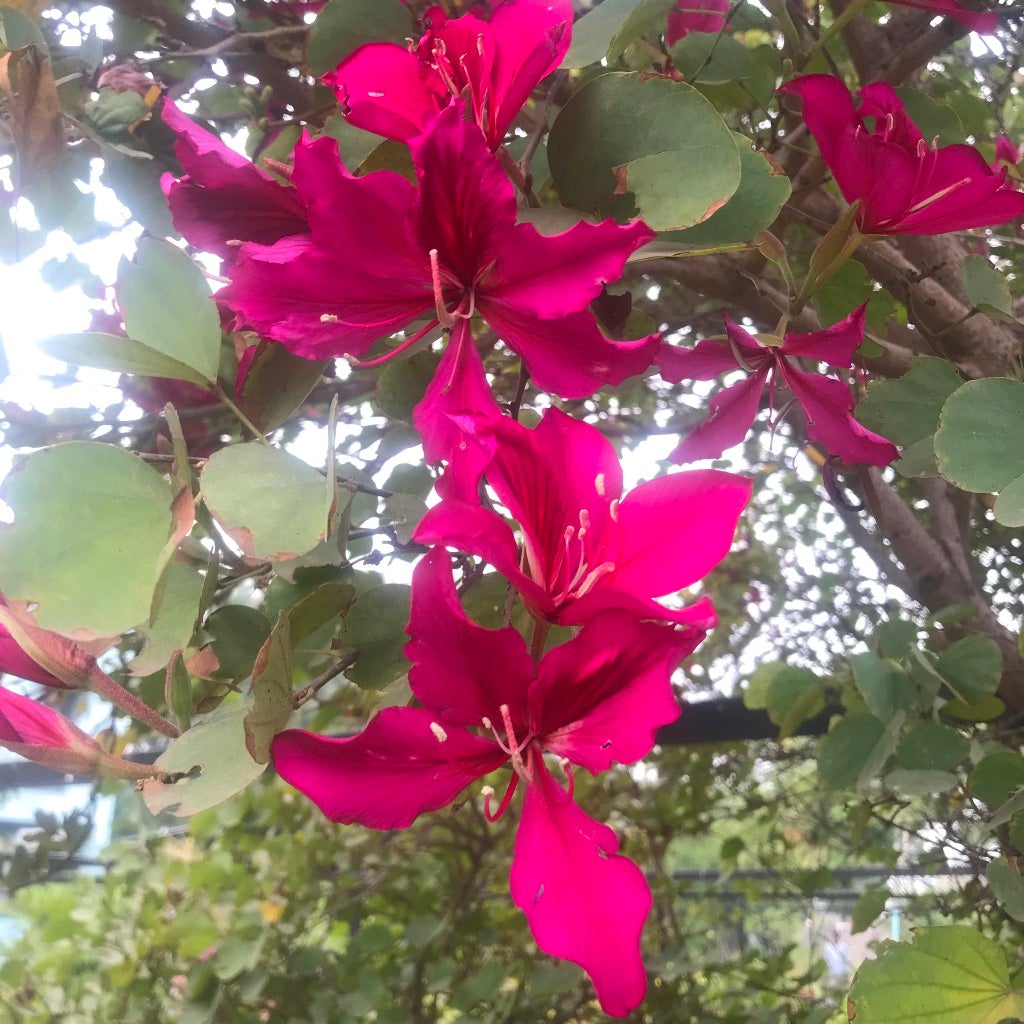 Bauhinia blakeana - Kachnar