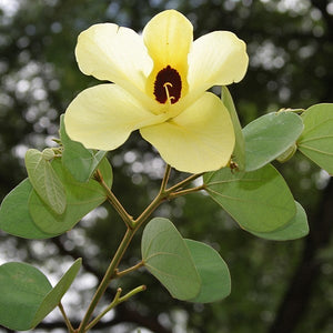 Bauhinia Tomentosa -Yellow Bell Orchid