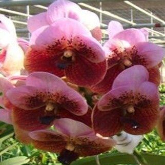 Boonchoo X Taweesuka