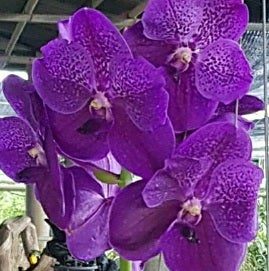 Boonserm Delight X Fuchs Delight