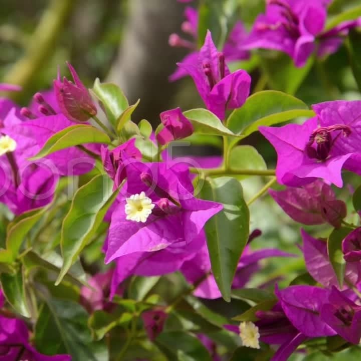 Bougainvillea Glabra 'Sanderiana' Variegata