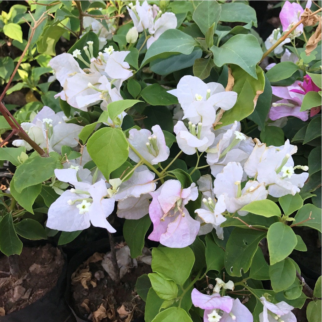 Bougainvillea Coconut Ice  Plants myBageecha - myBageecha