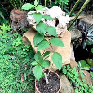 Bougainvillea 'Coconut Ice'