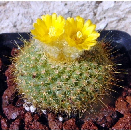 Brasilicactus Graessneri