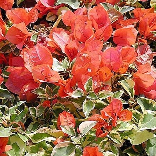 Bougainvillea 'Orange Ice'