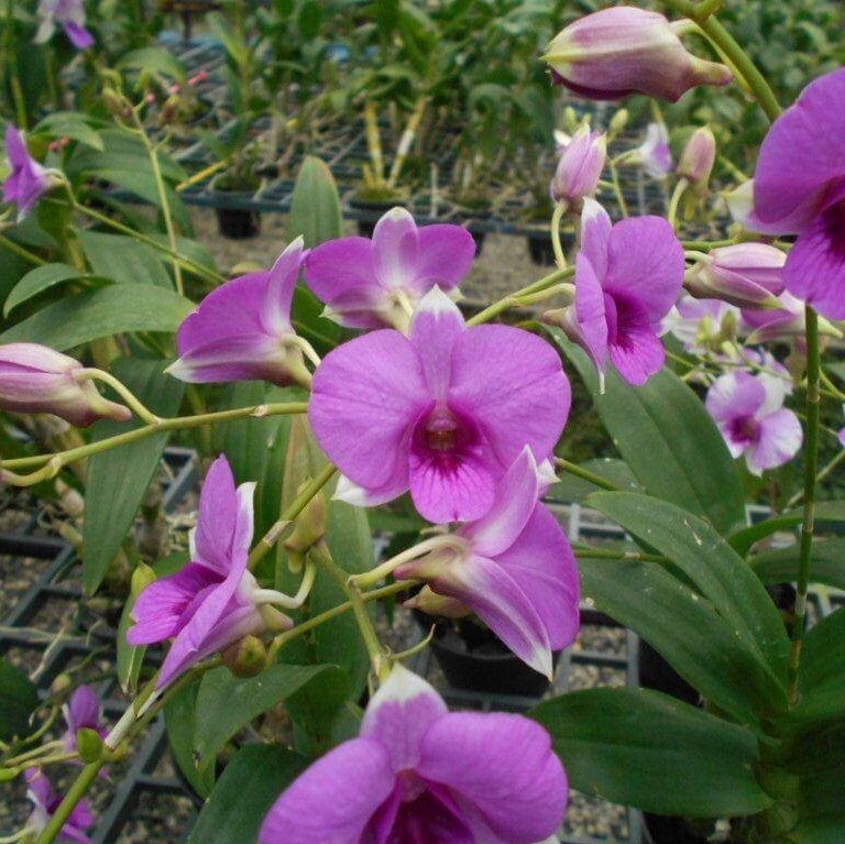 Den. Burana Racha x Thai Angel