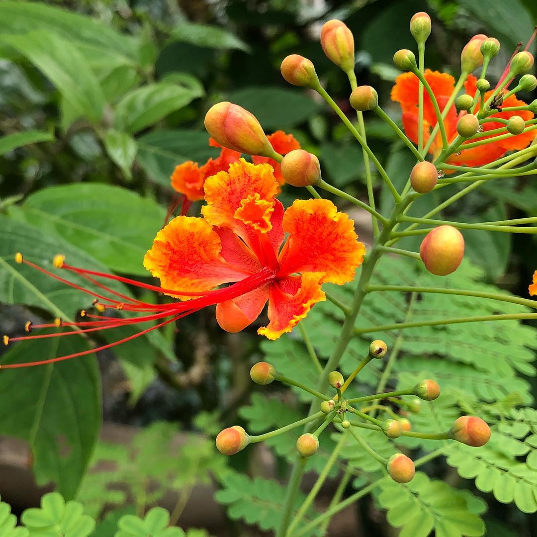 Caesalpinia Pulcherrima - Guletura