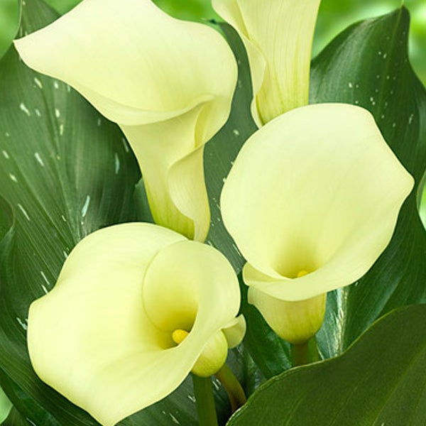 Calla Lily 'Albomaculata' (Bulbs)