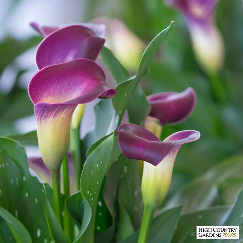 Calla Lily 'Nashville' (Bulbs)