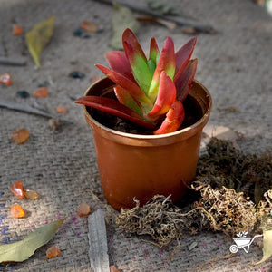 Assorted Set of 4 Colourful Succulent Plants