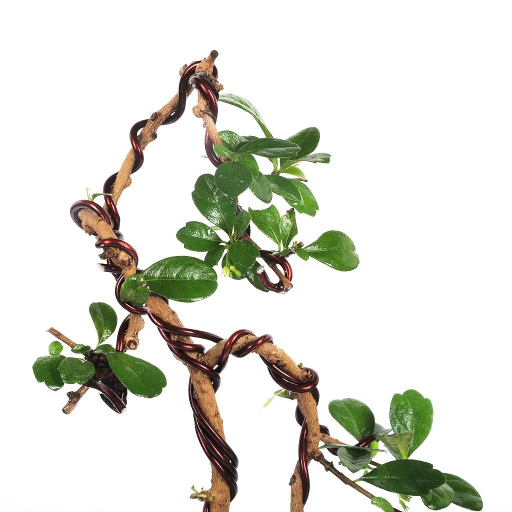 Bonsai Weeping Carmona