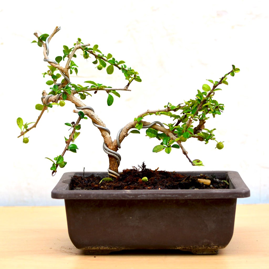Bonsai Ehretia Microphylla