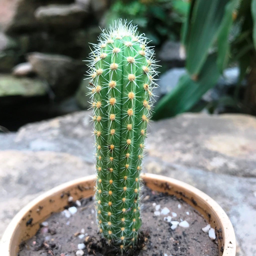 Cleistocactus 'Samaipatanus'