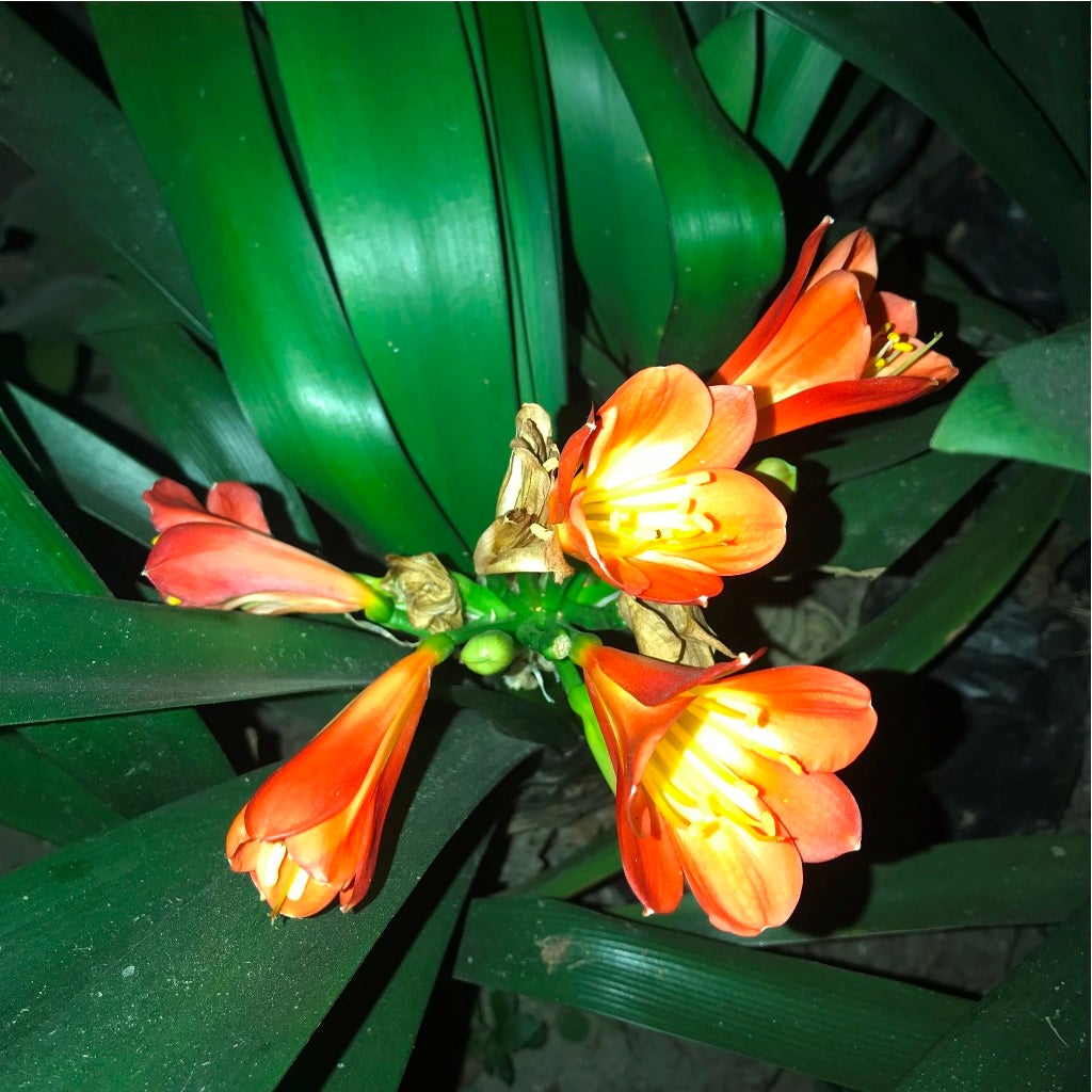 Clivia Miniata Orange