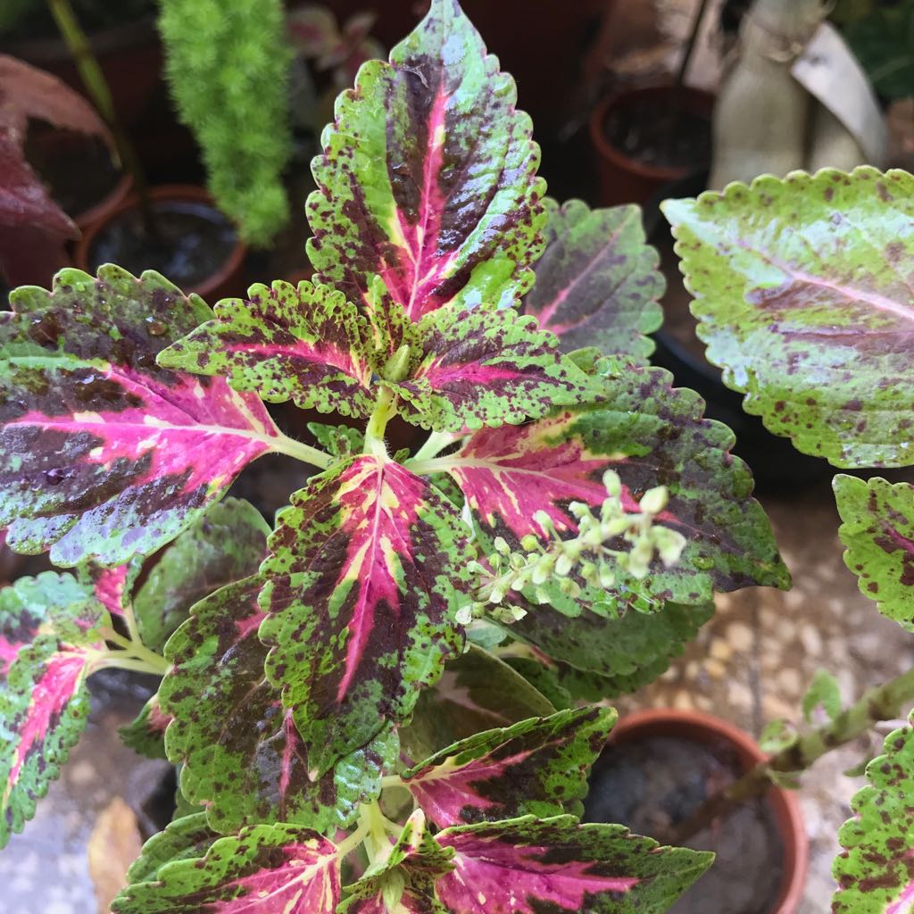 Coleus Rainbow Masterblends