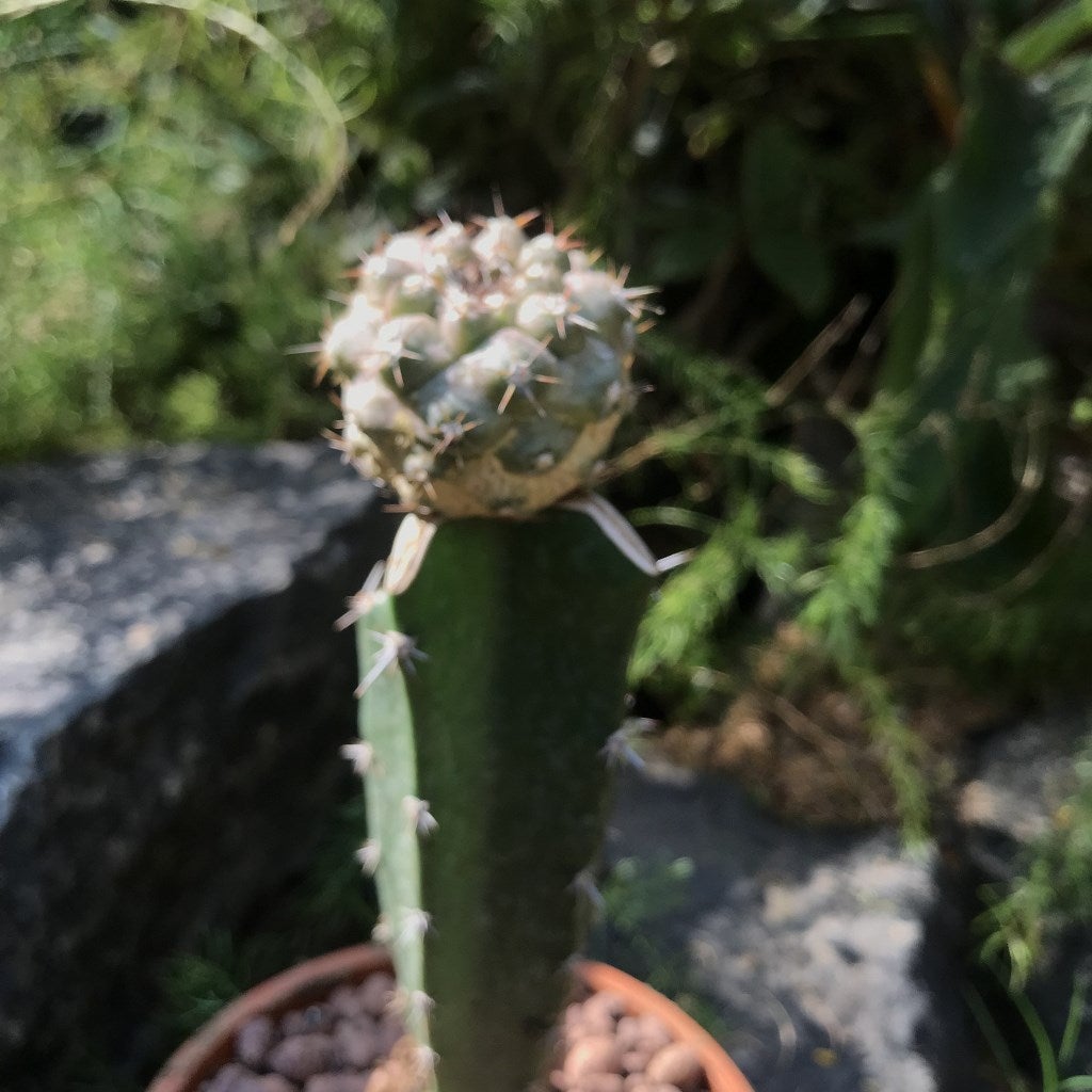 Copiapoa 'Hypogaea'