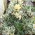 Crassula Arborescens Varigatta  Plants myBageecha - myBageecha