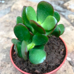 Crassula Ovata 'Minima'