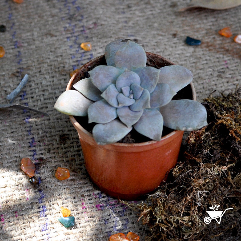 Echeveria Carnicolor Roja Plants myBageecha - myBageecha
