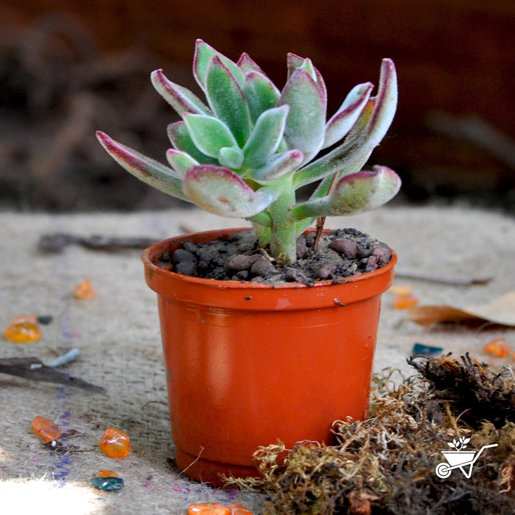 Echeveria Pulvinata 'Pulv Oliver' Plants myBageecha - myBageecha