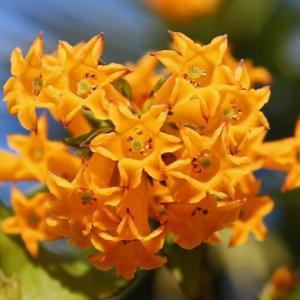 Orange Jessamine