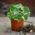 English Ivy 'Variegated' Plants myBageecha - myBageecha