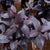 Black Magic Eranthemum Plants myBageecha - myBageecha